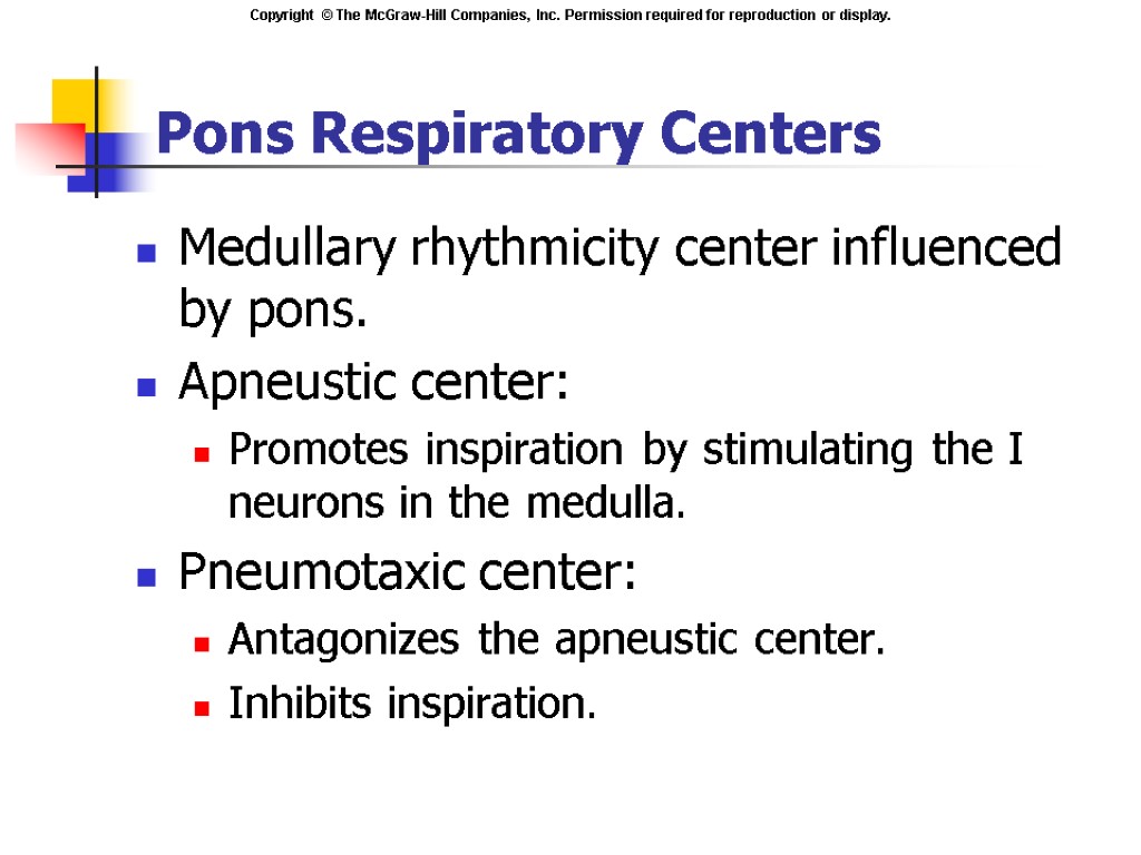 Medullary rhythmicity center influenced by pons. Apneustic center: Promotes inspiration by stimulating the I